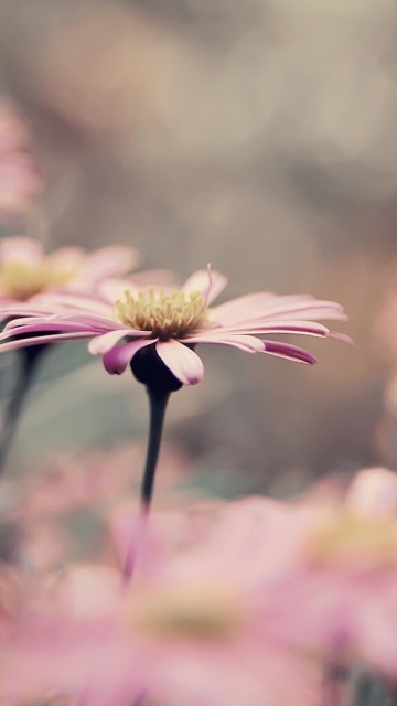 Das Pink Flowers Wallpaper 360x640