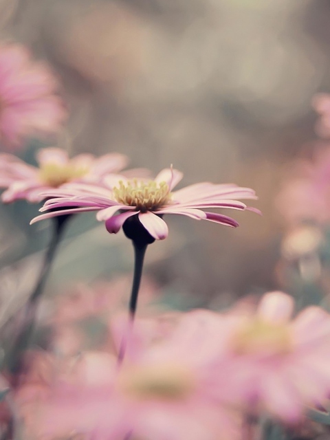 Pink Flowers screenshot #1 480x640