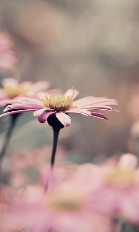 Pink Flowers screenshot #1 480x800
