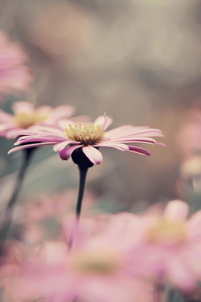 Sfondi Pink Flowers 640x960