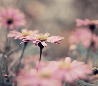 Pink Flowers - Obrázkek zdarma pro Samsung E1150