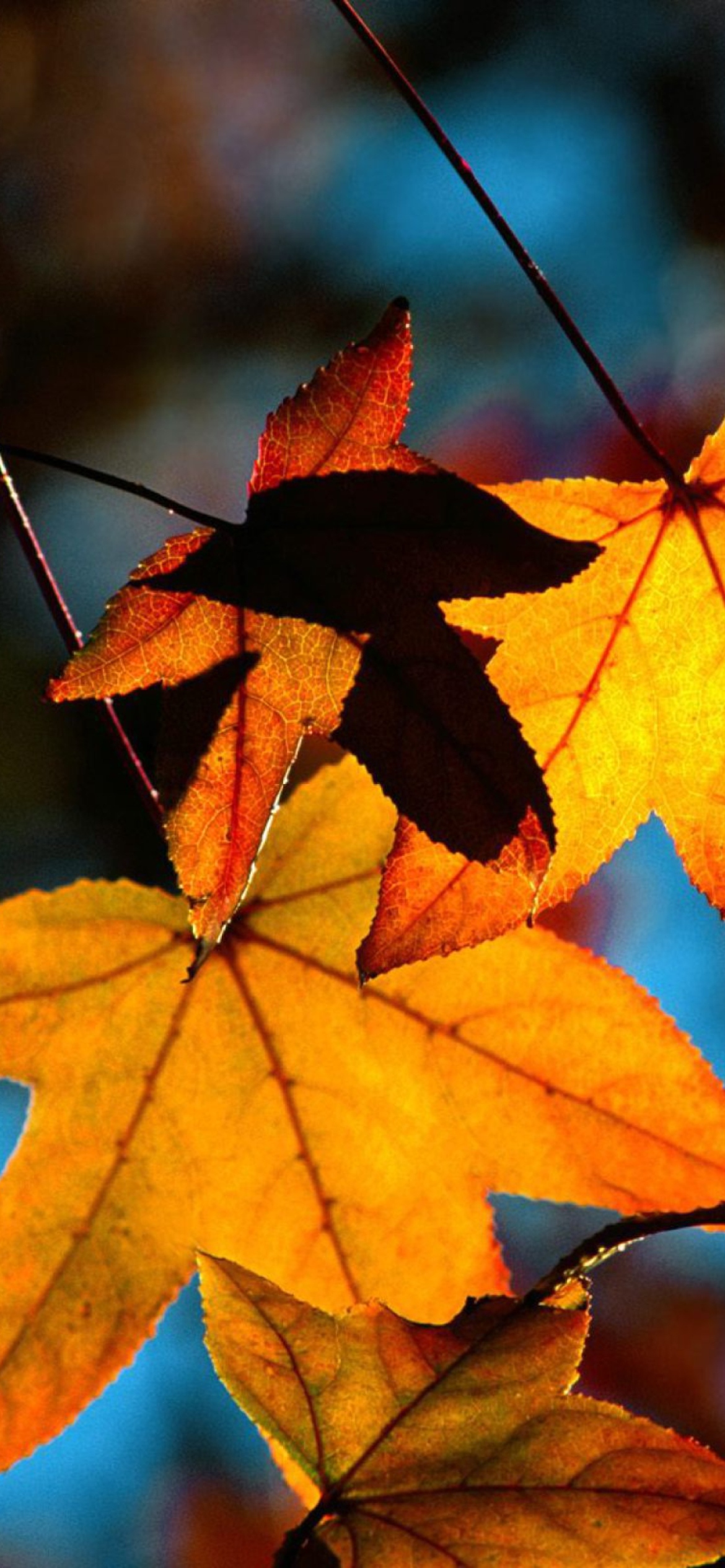 Sfondi Colorful Leaves 1170x2532