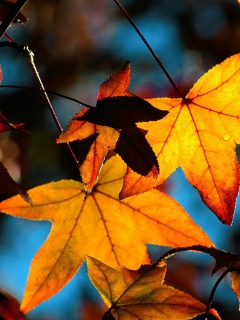 Fondo de pantalla Colorful Leaves 240x320