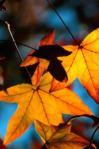 Screenshot №1 pro téma Colorful Leaves 320x480