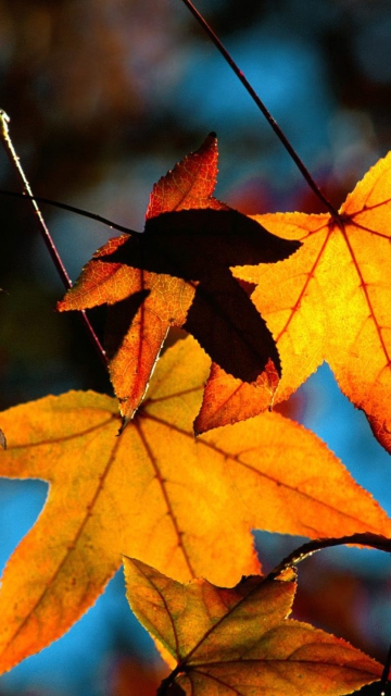 Обои Colorful Leaves 360x640