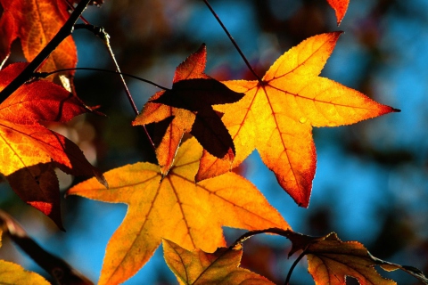Colorful Leaves wallpaper 480x320