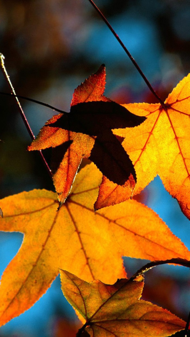 Colorful Leaves screenshot #1 640x1136