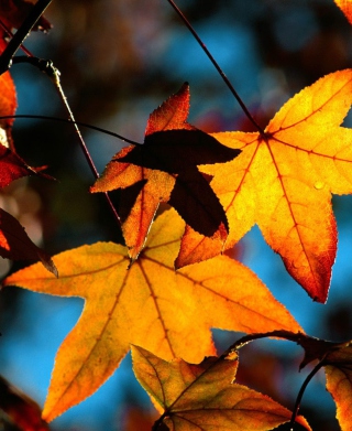 Free Colorful Leaves Picture for 240x320