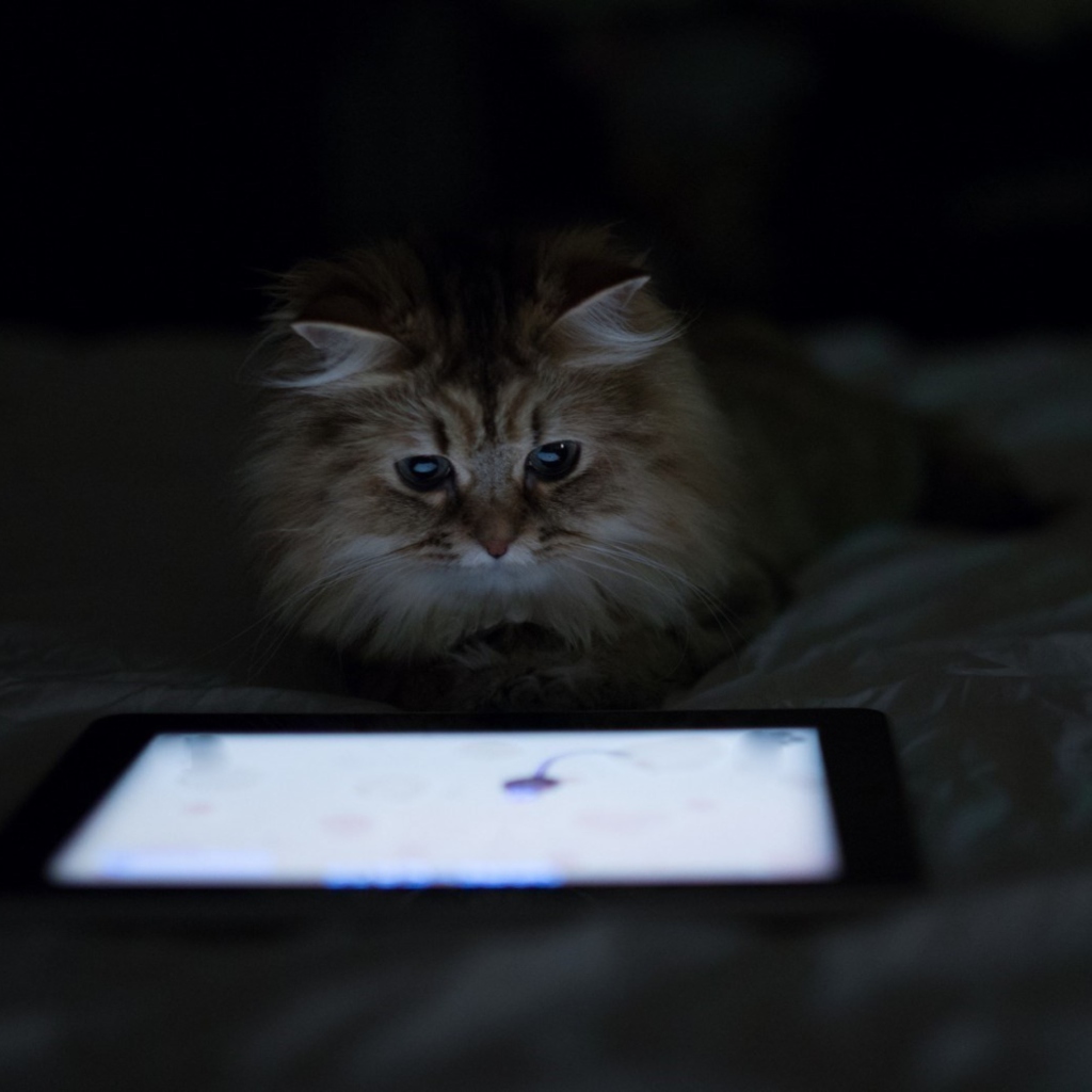 Kittie With Ipad wallpaper 1024x1024