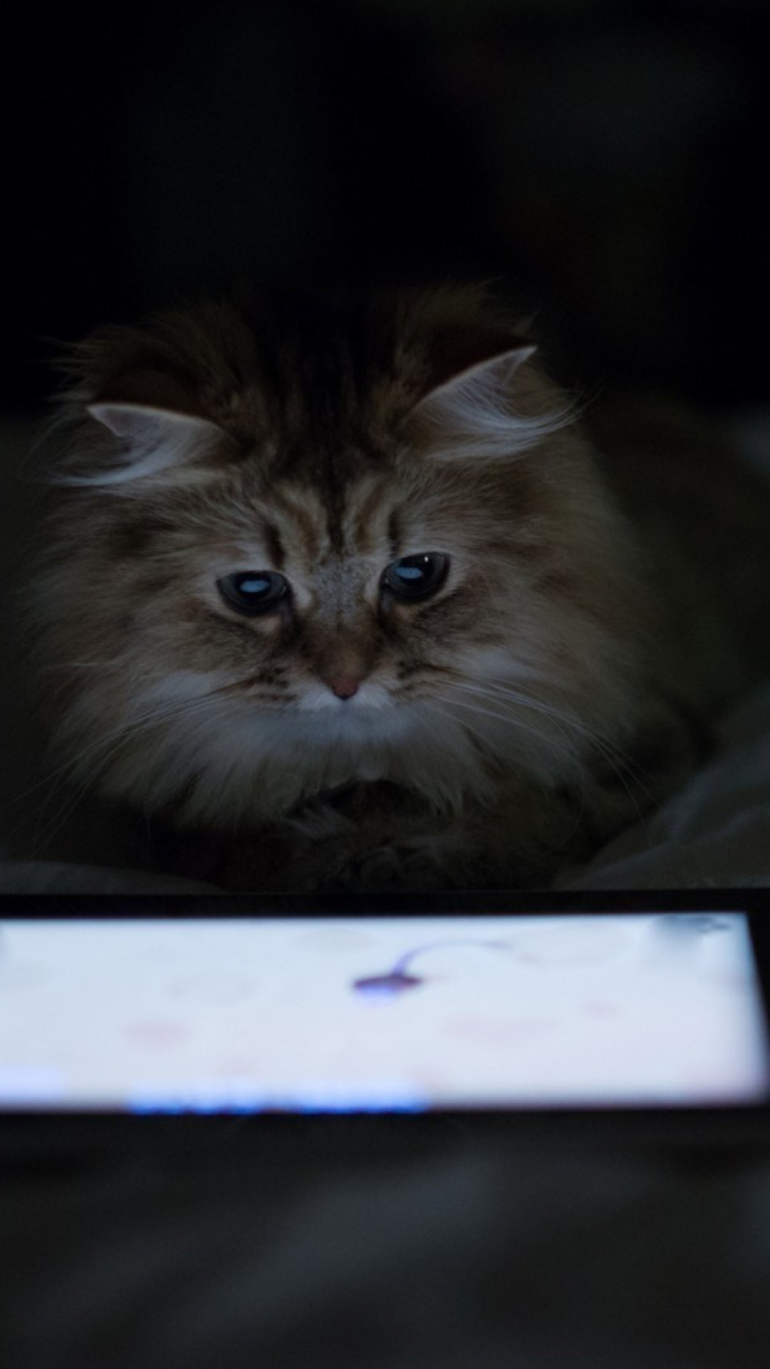 Kittie With Ipad screenshot #1 1080x1920