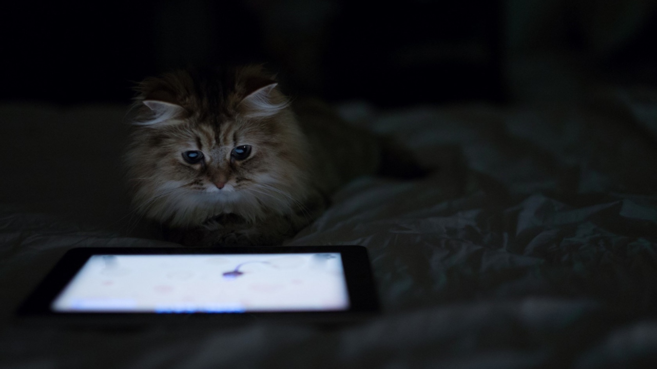 Kittie With Ipad screenshot #1 1280x720