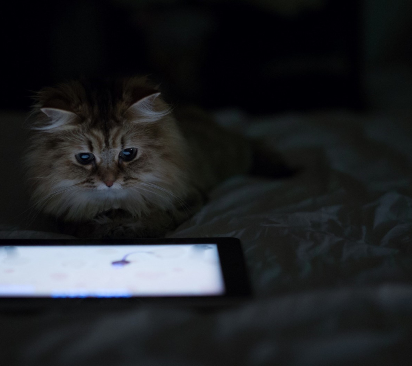 Kittie With Ipad screenshot #1 1440x1280