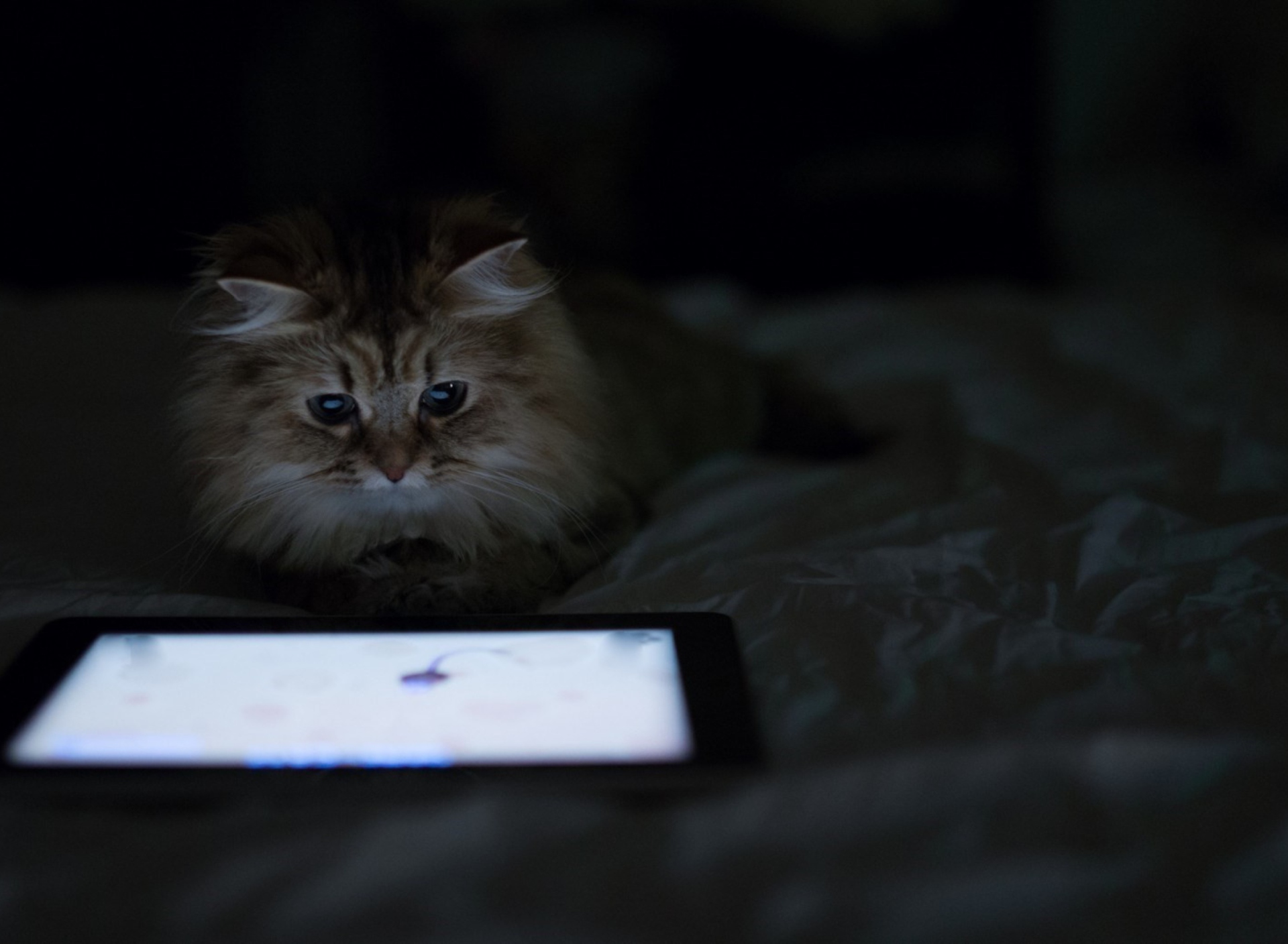 Обои Kittie With Ipad 1920x1408