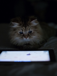Kittie With Ipad screenshot #1 240x320