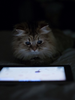 Обои Kittie With Ipad 240x320