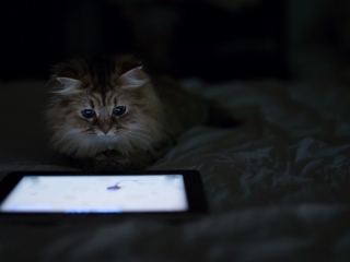 Kittie With Ipad screenshot #1 320x240