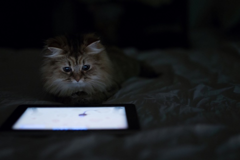 Kittie With Ipad screenshot #1 480x320