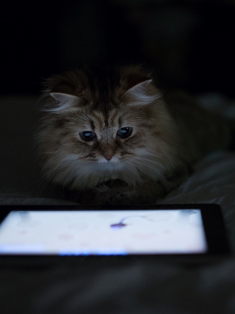 Kittie With Ipad screenshot #1 480x640
