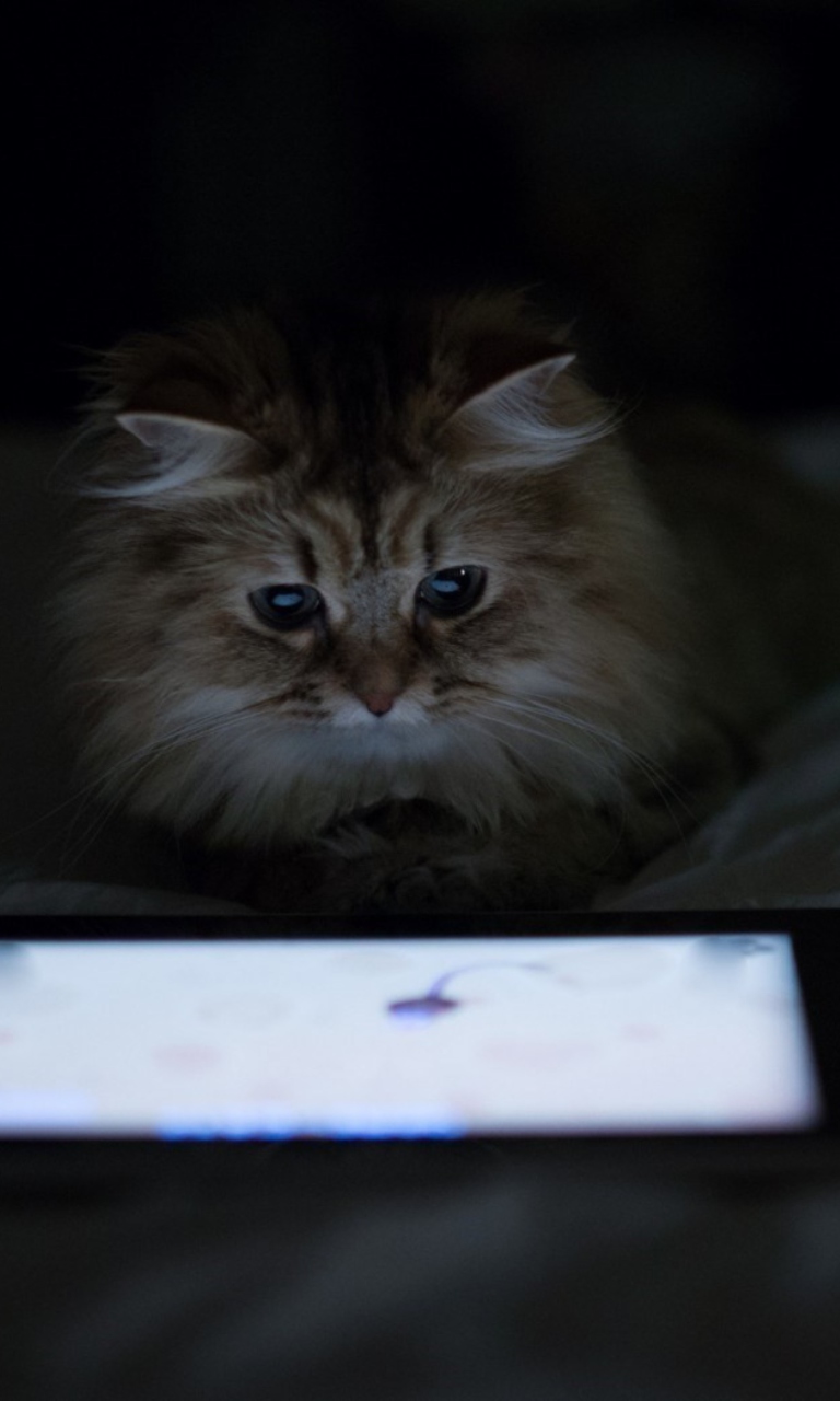 Kittie With Ipad screenshot #1 768x1280