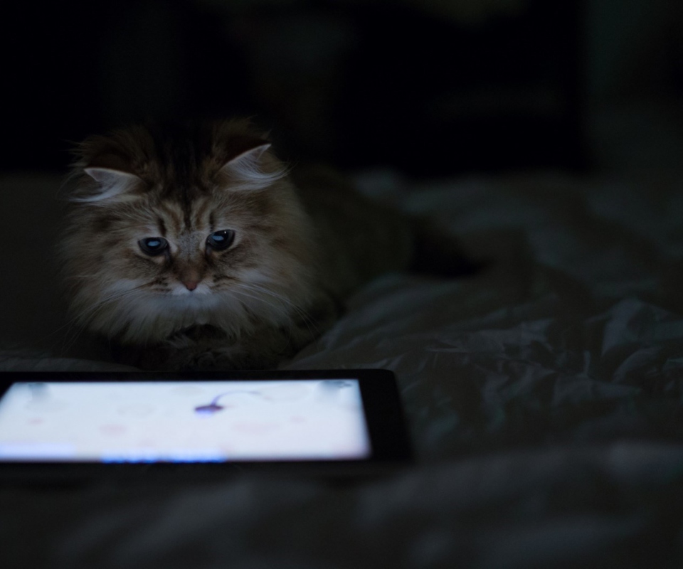Kittie With Ipad screenshot #1 960x800
