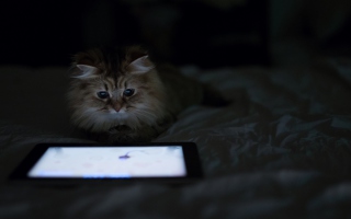 Kittie With Ipad - Fondos de pantalla gratis 