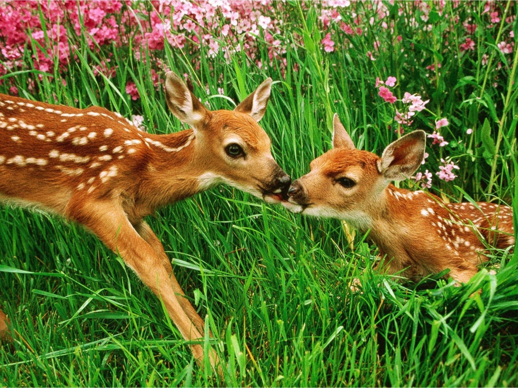 Обои Two Deer Kissing In Grass 1024x768