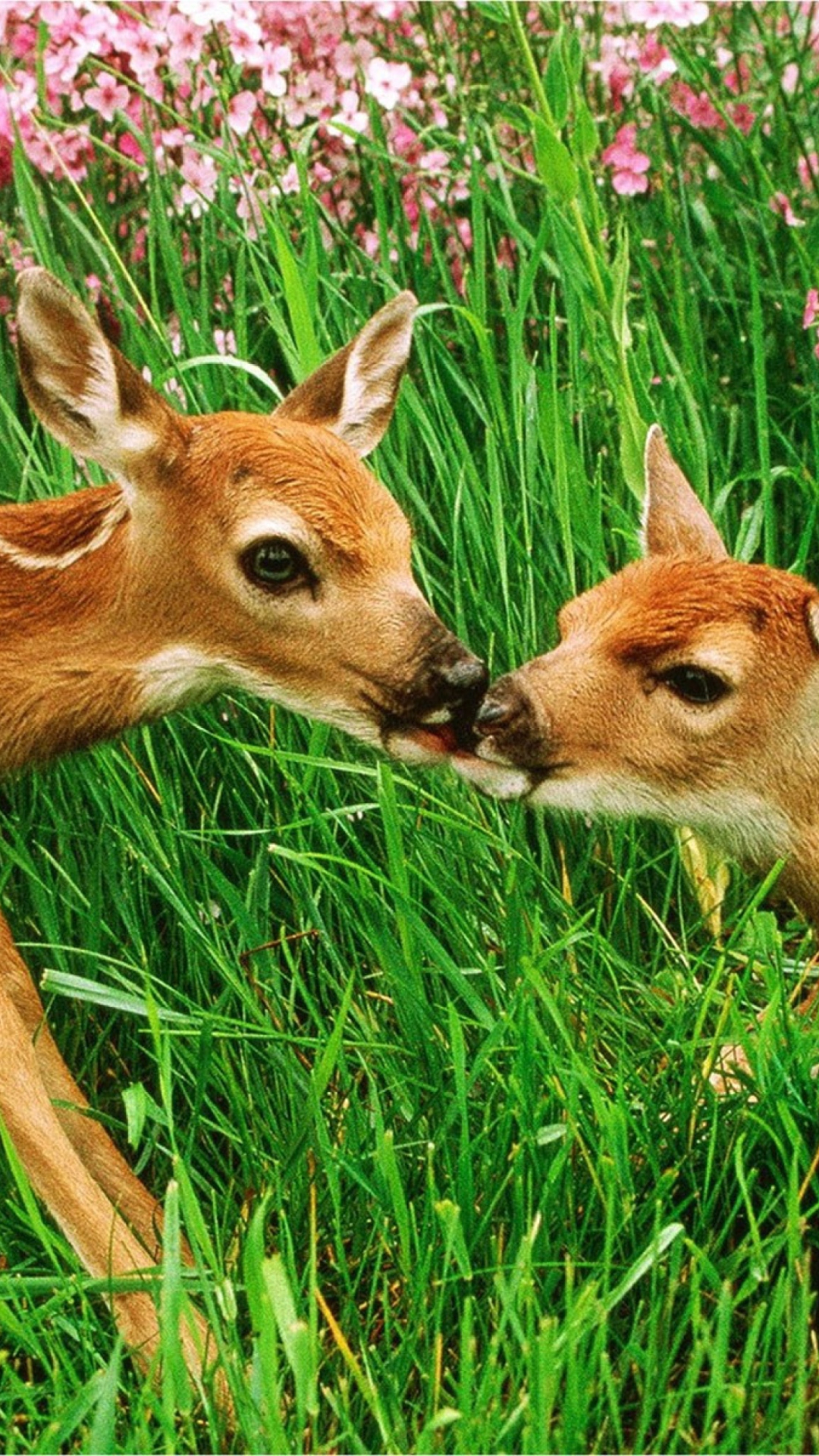 Обои Two Deer Kissing In Grass 1080x1920