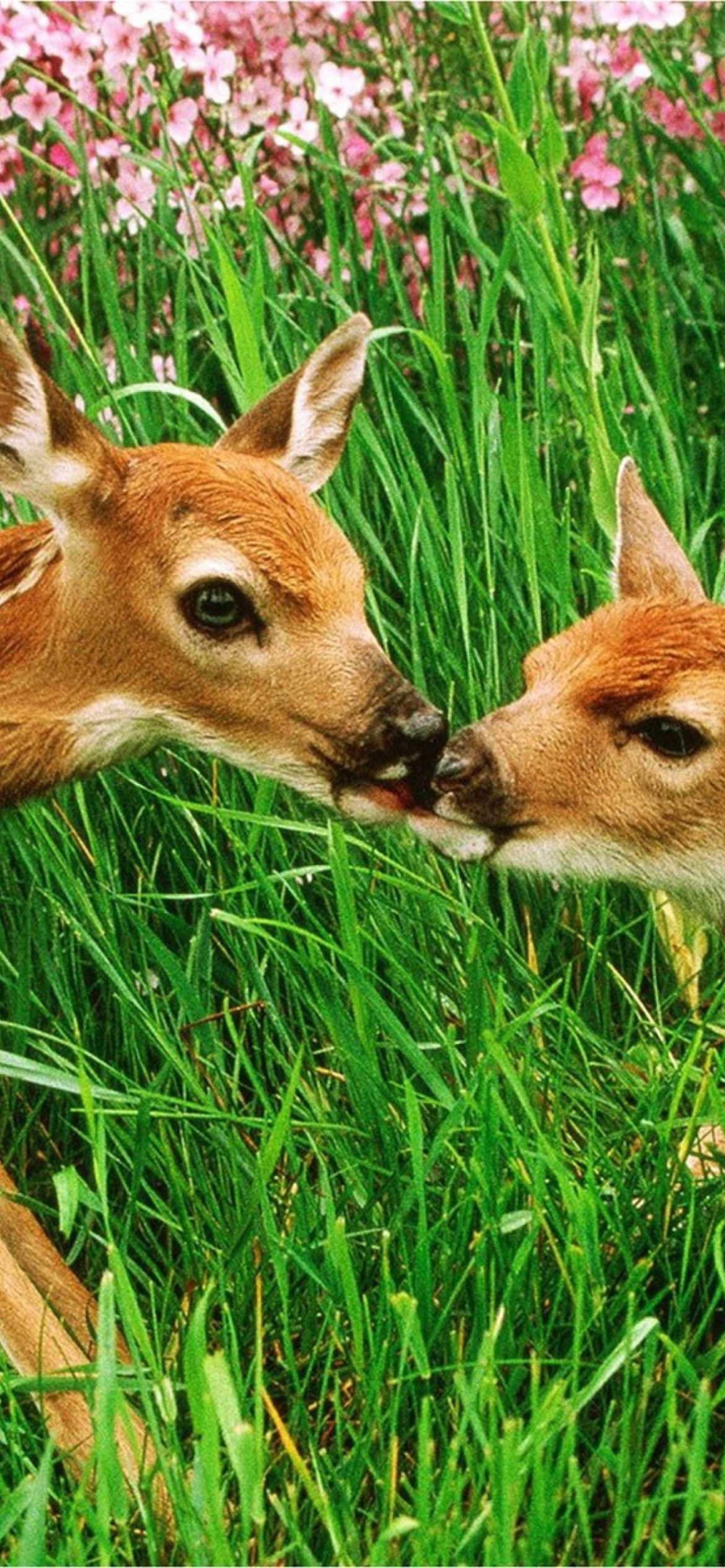 Two Deer Kissing In Grass wallpaper 1170x2532