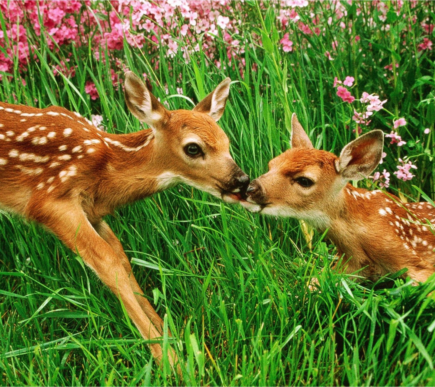 Fondo de pantalla Two Deer Kissing In Grass 1440x1280