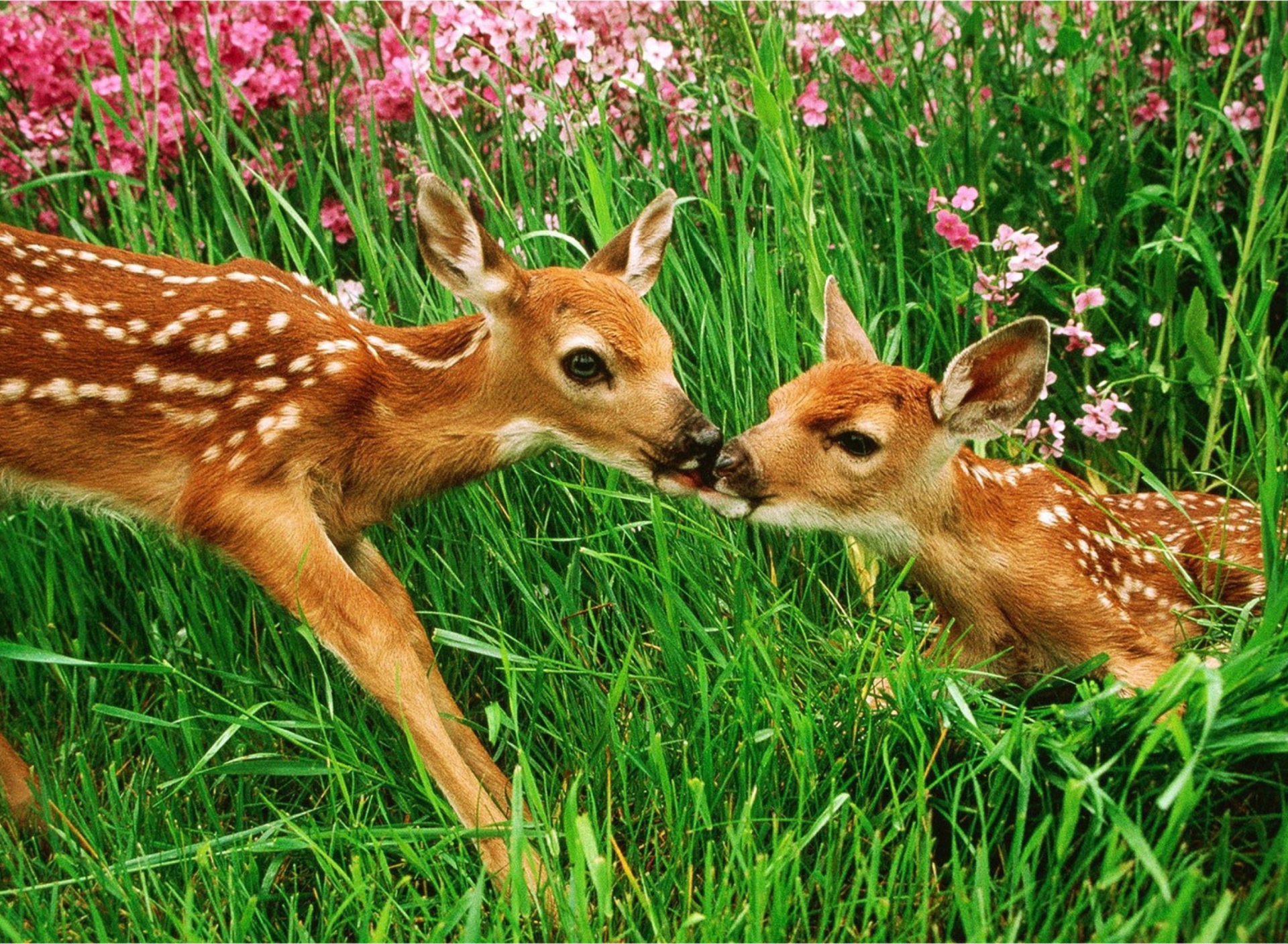 Fondo de pantalla Two Deer Kissing In Grass 1920x1408