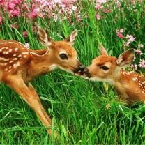 Two Deer Kissing In Grass wallpaper 208x208