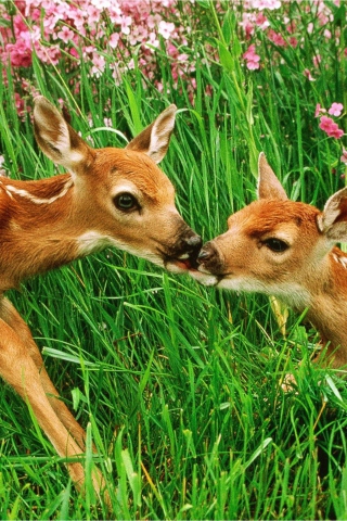 Das Two Deer Kissing In Grass Wallpaper 320x480
