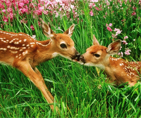 Das Two Deer Kissing In Grass Wallpaper 480x400