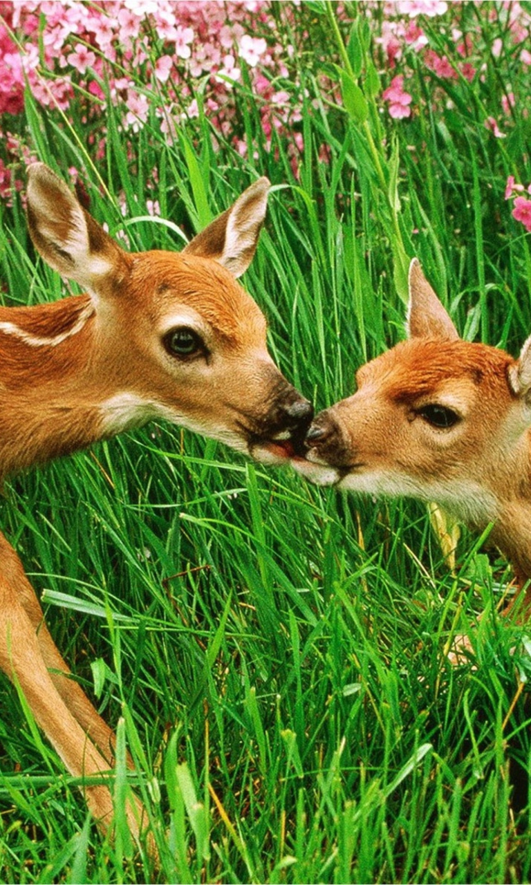 Sfondi Two Deer Kissing In Grass 768x1280