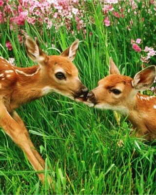 Two Deer Kissing In Grass - Fondos de pantalla gratis para Nokia X2-02
