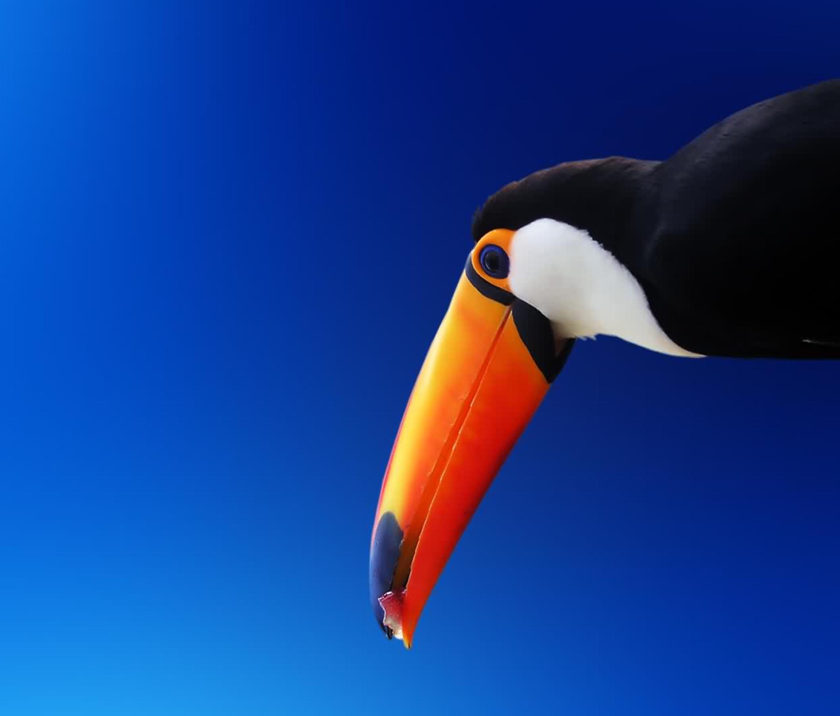 Fondo de pantalla High Contrast Colorful Toucan 1200x1024