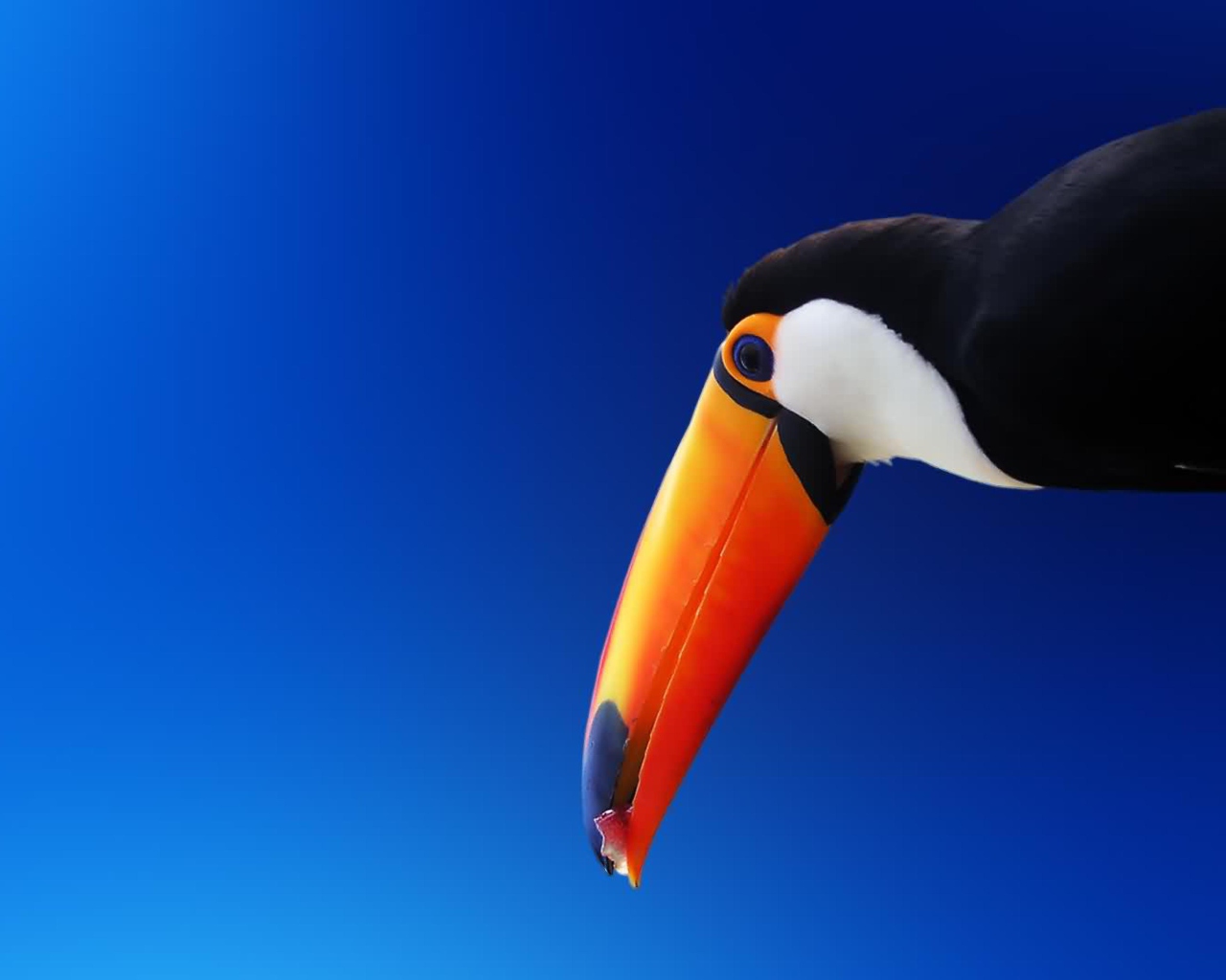 High Contrast Colorful Toucan wallpaper 1280x1024