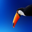 High Contrast Colorful Toucan wallpaper 128x128