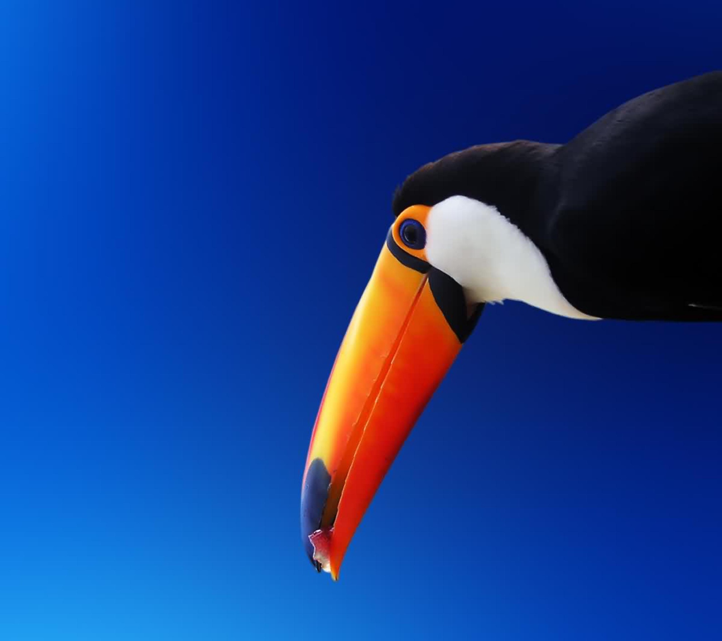 High Contrast Colorful Toucan wallpaper 1440x1280