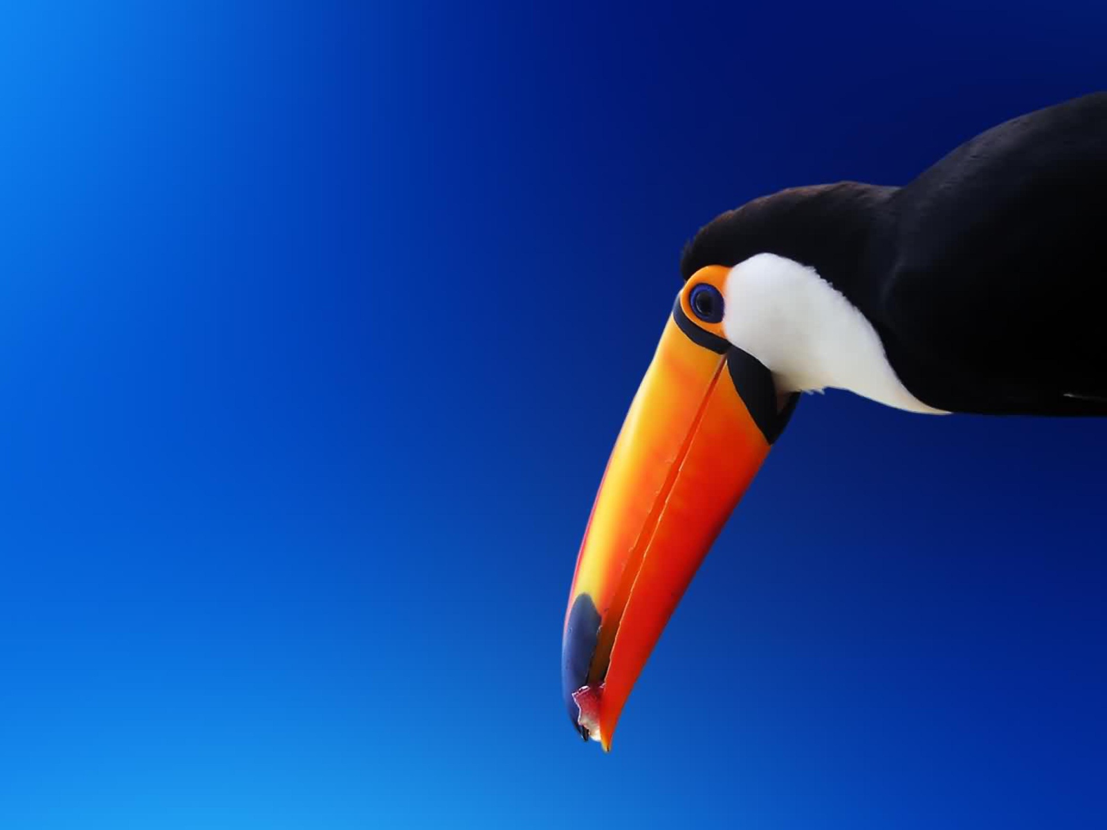 High Contrast Colorful Toucan wallpaper 1600x1200