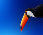 High Contrast Colorful Toucan wallpaper 176x144
