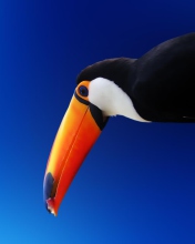 High Contrast Colorful Toucan wallpaper 176x220