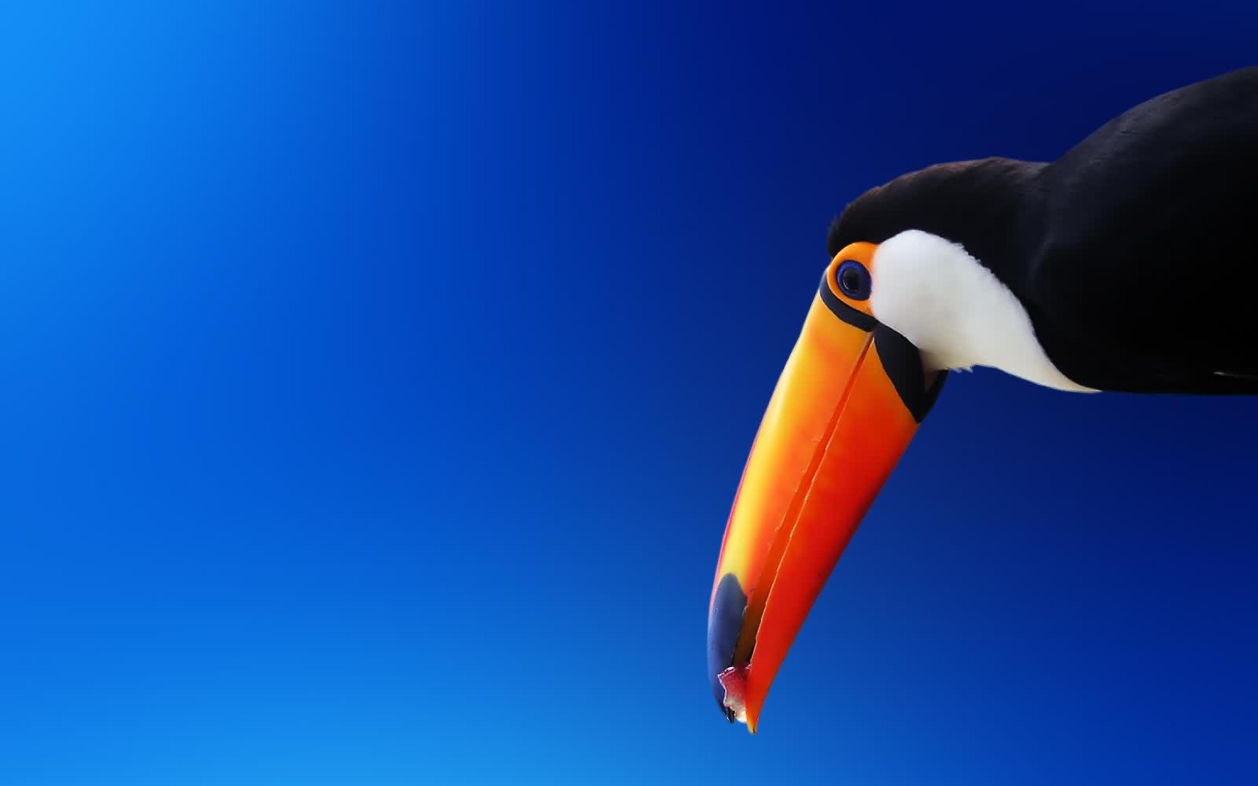 High Contrast Colorful Toucan wallpaper 2560x1600
