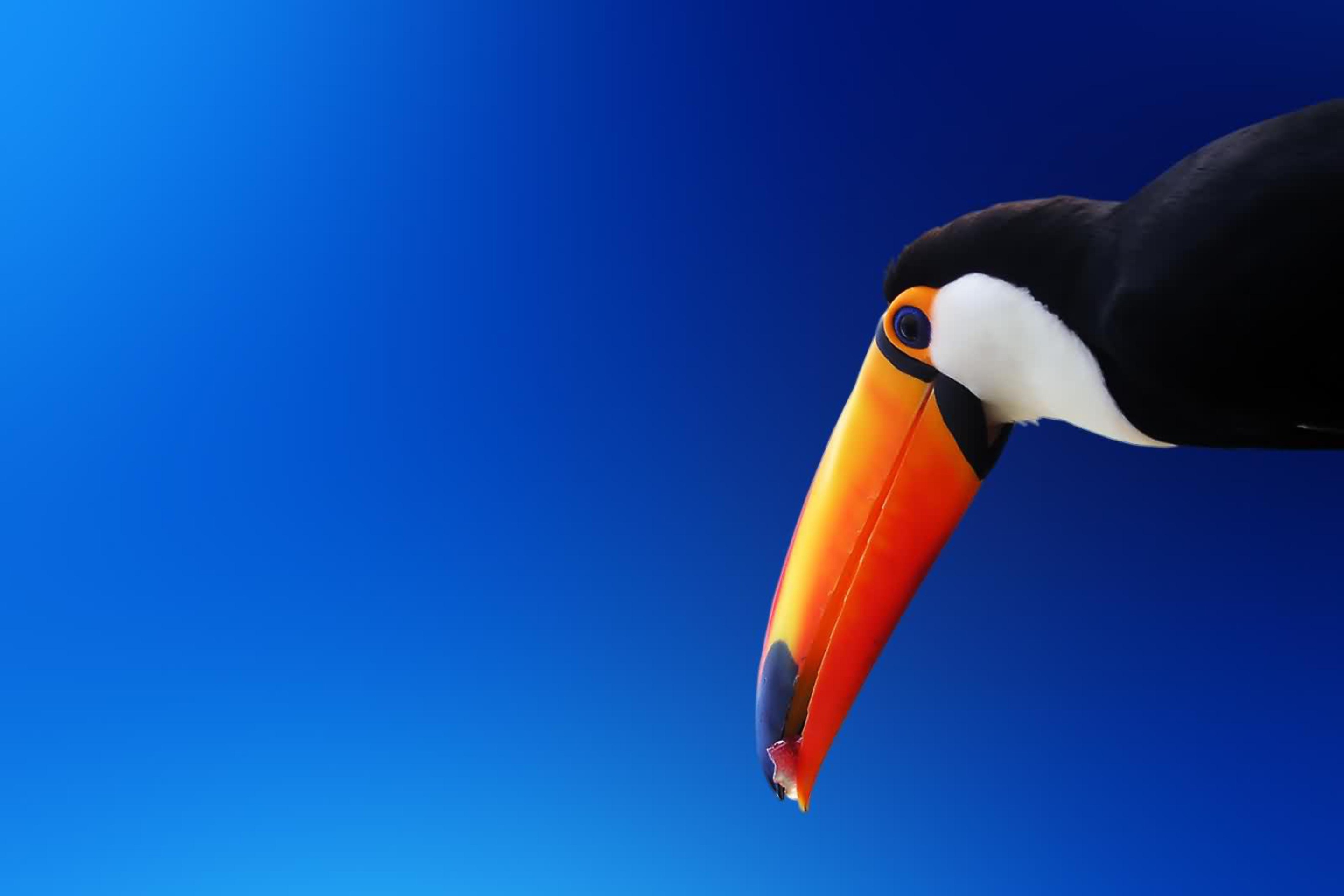 High Contrast Colorful Toucan wallpaper 2880x1920