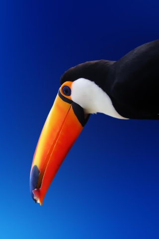High Contrast Colorful Toucan wallpaper 320x480