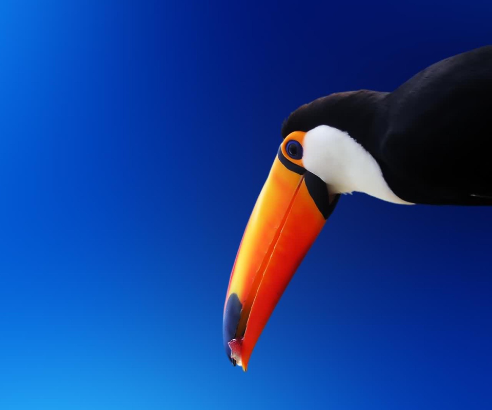 High Contrast Colorful Toucan wallpaper 960x800