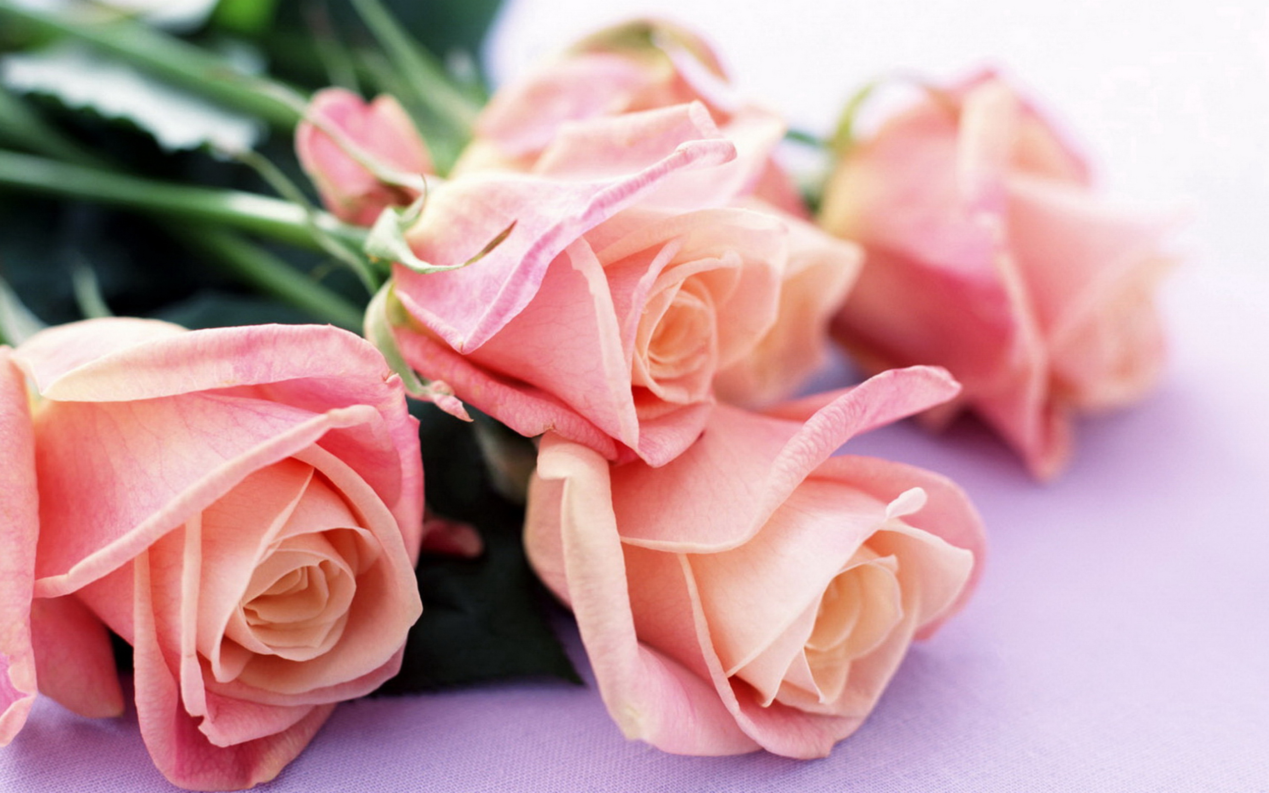 Pink Roses wallpaper 2560x1600