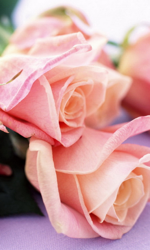 Das Pink Roses Wallpaper 480x800