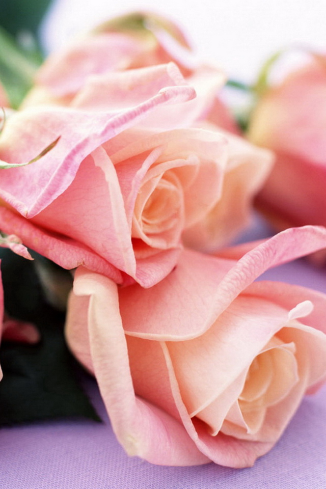 Pink Roses screenshot #1 640x960