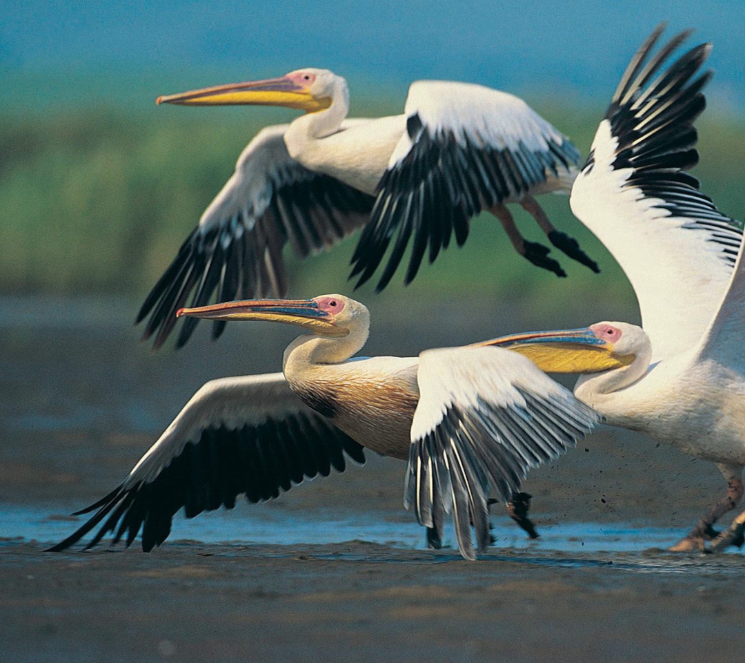 Fondo de pantalla Three Pelicans 1080x960